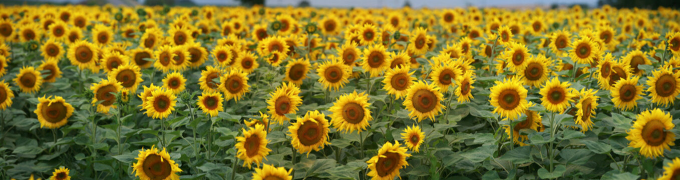 Tournesol jaune en panoramique Z1