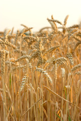 Wheat field,