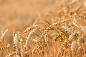 The appearance of wheat field in the late afternoon