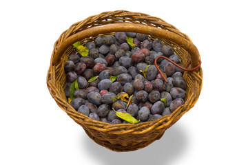 Wicker basket full of freshly collected purple plums.