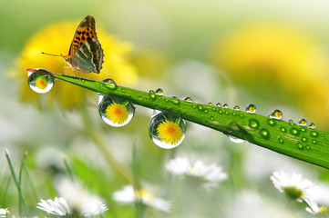 Obraz premium fresh morning dew and butterfly