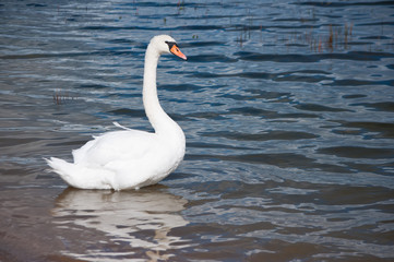 swan