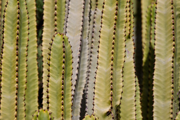 Kanaren-Wolfsmilch (Euphorbia canariensis)