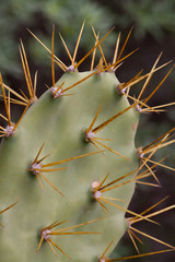 Feigenkaktus (Opuntia ficus-indica)