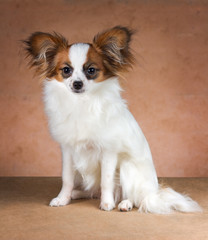 Young dog of breed papillon