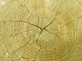 Fototapeta premium Pattern on a cut of a tree