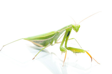 Female Praying Mantis, on white with reflection