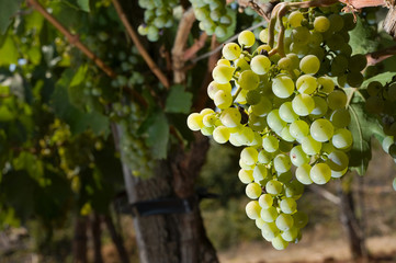 Grapes in vineyard