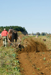 Obraz premium Kartoffelernte mit dem Pferd