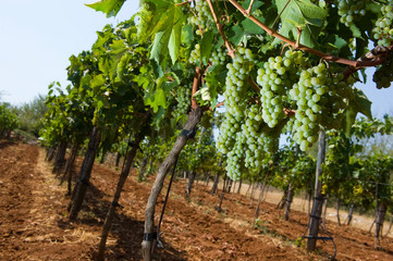 Fototapeta na wymiar Grapes in vineyard
