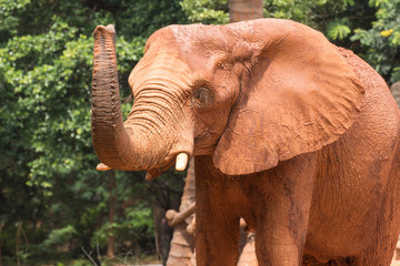 Fototapeta na wymiar Afryka słoń pokryty korpus z czerwonego szlamu na zapobiec ciała i sk