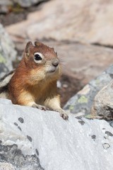 Cute chipmunk curiously looking out for food