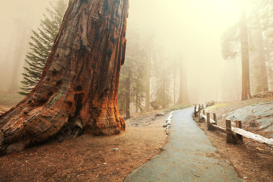 Fototapeta Sequoia forest