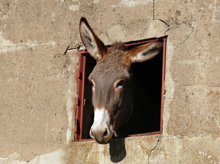 donkey and window