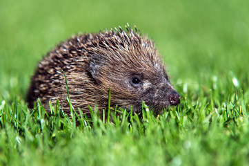 Hedgehog