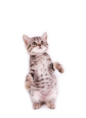 Beautiful Scottish young cat