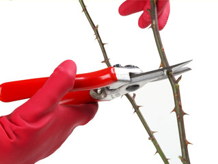 Pruning bushes with secateurs isolated on white