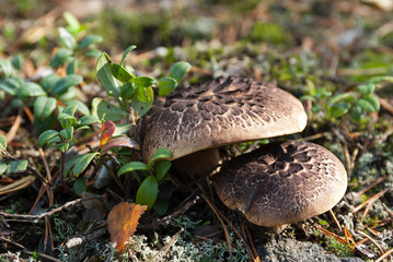 Sarcodon imbricatus (shingled hedgehog, scaly hedgehog)