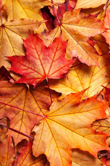 Naklejka na ściany i meble autumn background with maple leaves