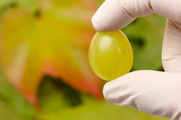 Weinlese / Grape harvest