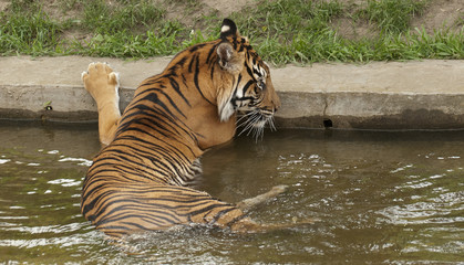 Tiger in the water