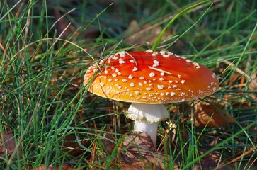 Fliegenpilz - fly agaric 11