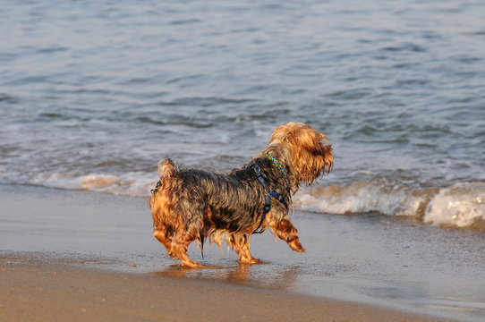 Yorkshire terrier : timore delle onde del mare