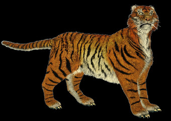 Obraz premium Tiger standing