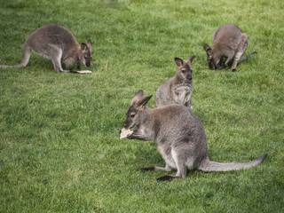 Kaengurus