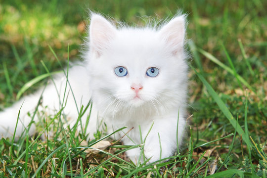 Beautiful white kitten in the park on the grass.