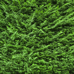 juniper (Juniperus)