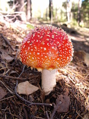 Junger Fliegenpilz, Wulstling