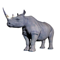 Obraz premium Rhinoceros standing