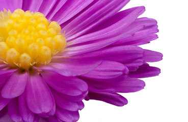 purple flower with yellow center on a white background - Powered by Adobe