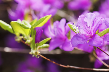Fototapeta na wymiar Purpurowy kwiat Rhododendron