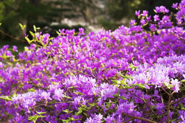 Purple Rhododendron flowers