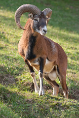 Mouflon ram