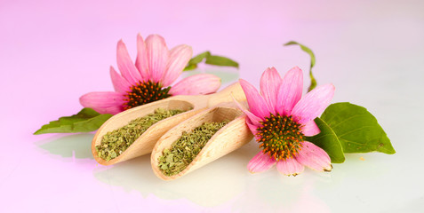 Purple echinacea flowers and dried herbs on pink background