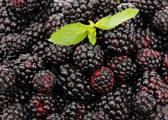 background of beautiful blackberries with leaves