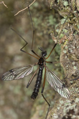 Daddy longlegs on wood, macro photo
