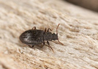 Scavenger beetle, Lathrius hirtus on wood