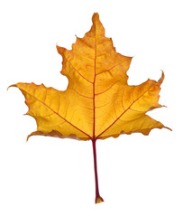 autumn maple leaf