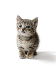 Cute tabby kitten