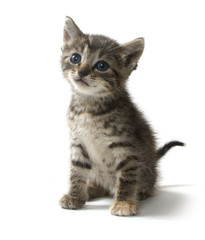Cute tabby kitten