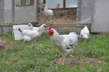 Free Range Chickens