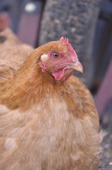 Free Range Chickens