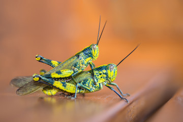 Grasshopper