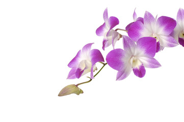 Obraz na płótnie Canvas Pink orchid on white