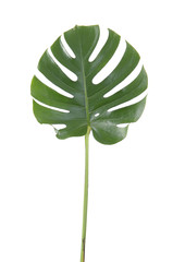 Isolated leaf of "Monstera deliciosa"
