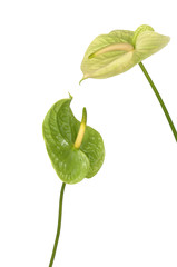Pair of anthurium flower